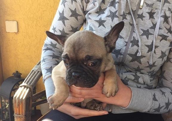 Francuski-buldog
