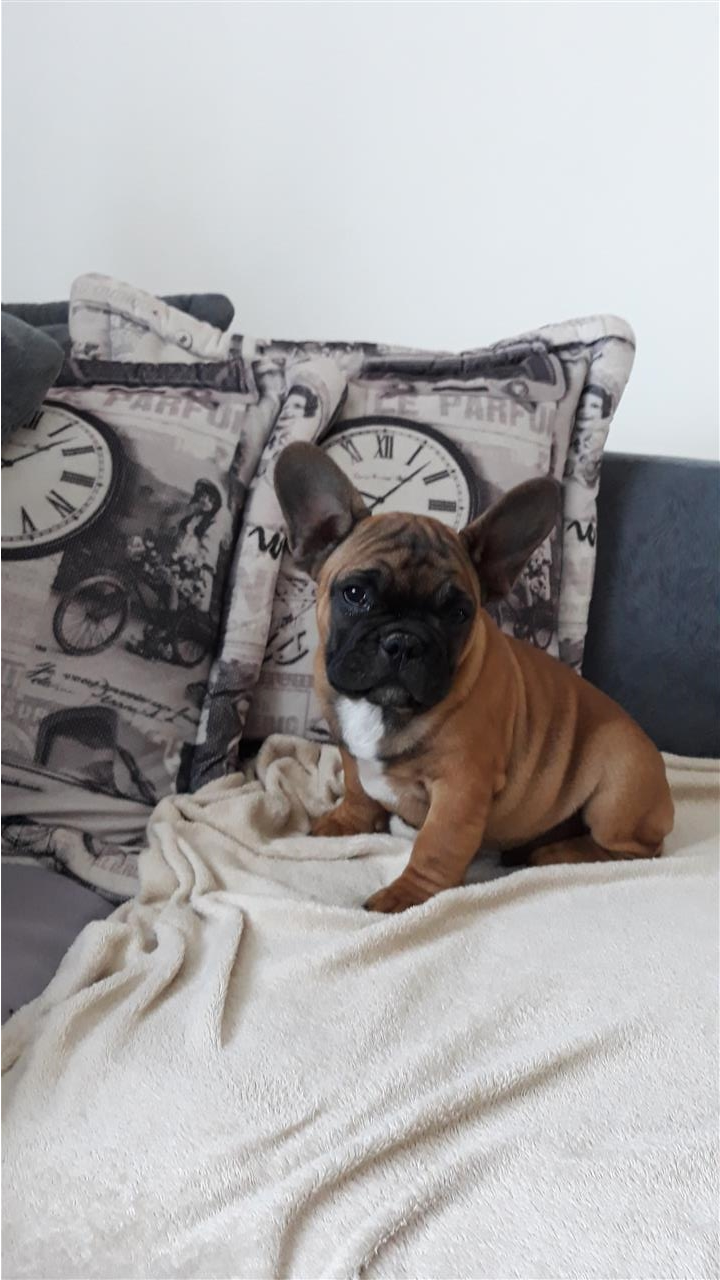 Francuski-buldog