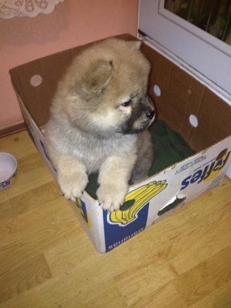 Cau-cau-Chow-chow-stenad