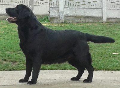 Labrador-retriver---vrhunska-stenad