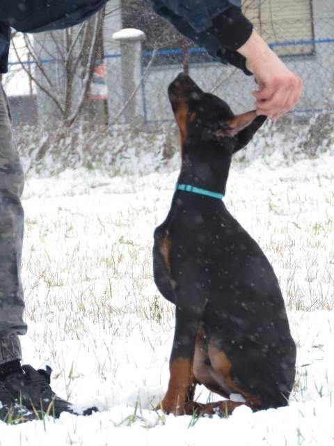 Doberman-štenci