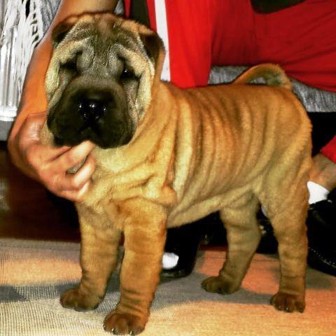Shar-Pei-musko-stene