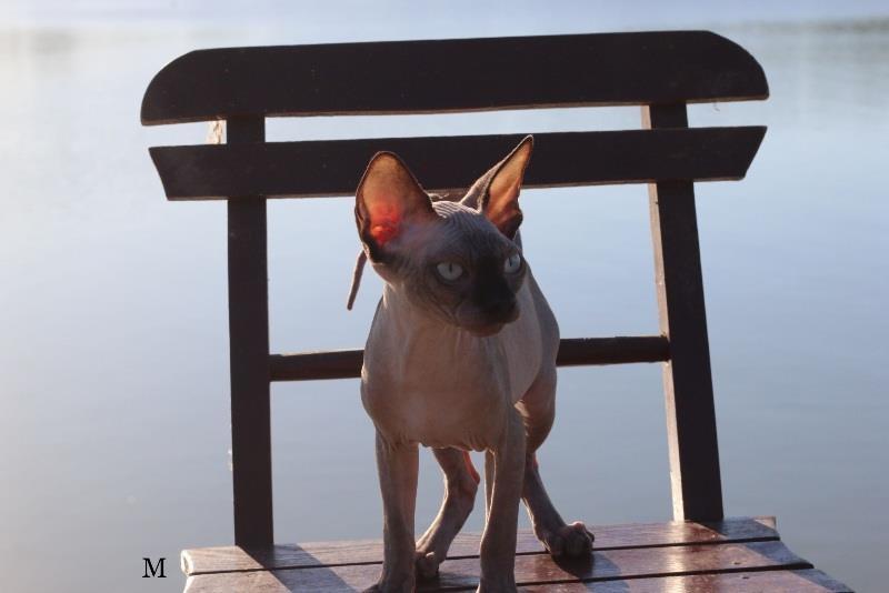 Kanadske-Sphynx-mace-