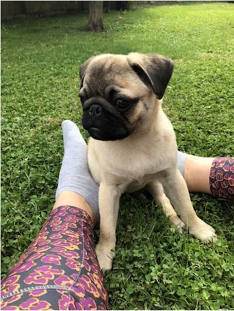 Mops
