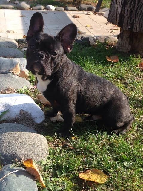 Francuski-buldog-