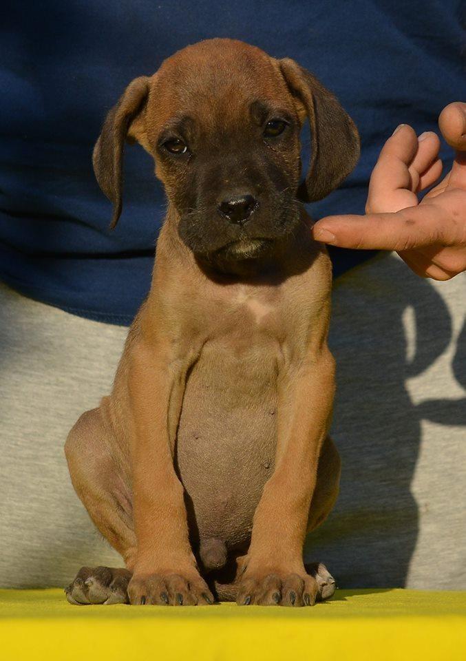 Cane-Corso-stenad