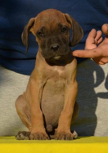 Cane Corso stenad