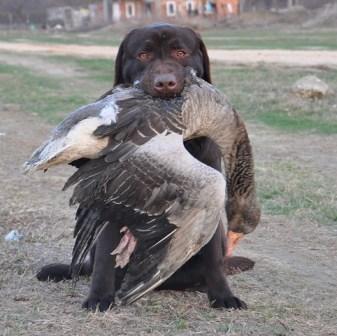 LABRADOR RETRIVER, prvobirani stenci