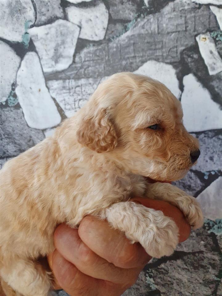 Labradoodle-štenci