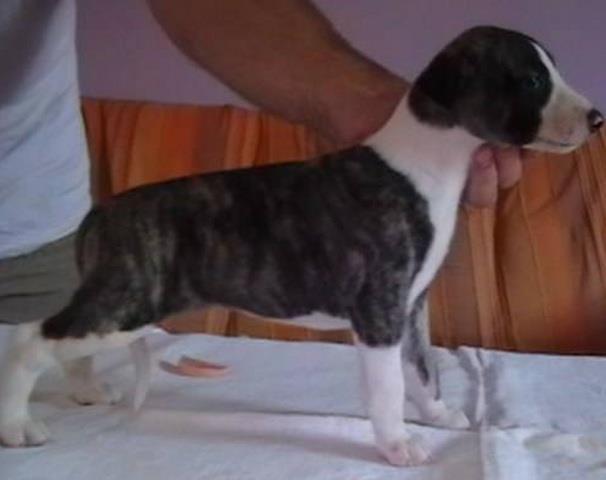Whippet-mali-engleski-hrt