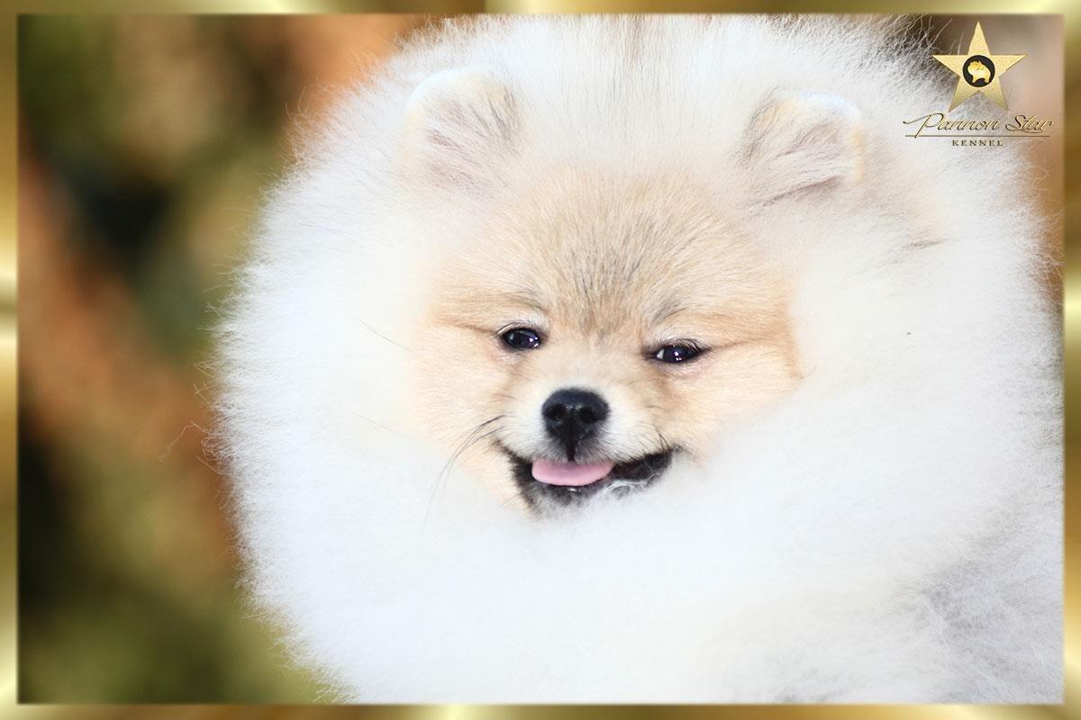 Pomeranski-spic-