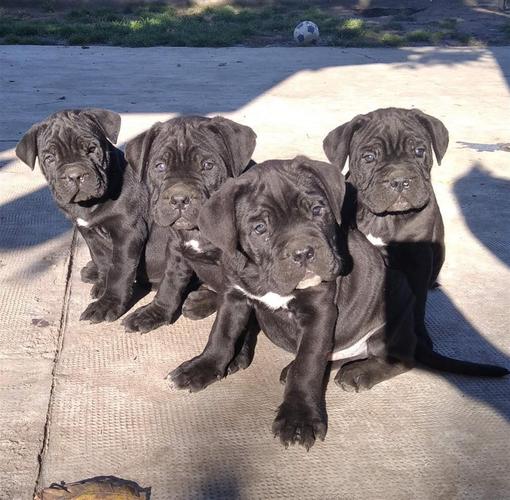 Cane Corso stenci