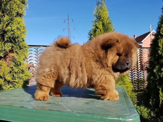 Chow-cau-cau