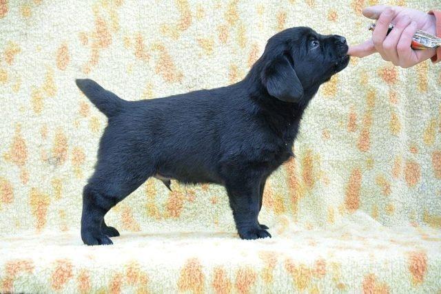 Labrador-retriver-štenci
