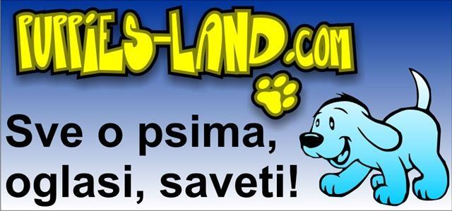 Štenci-svih-rasa----------------