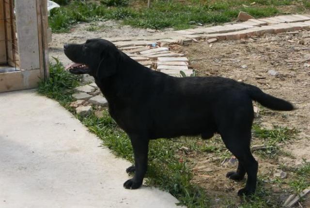 CRNI LABRADOR, stenci