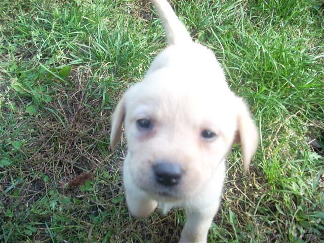 LABRADOR RETRIVER STENCI