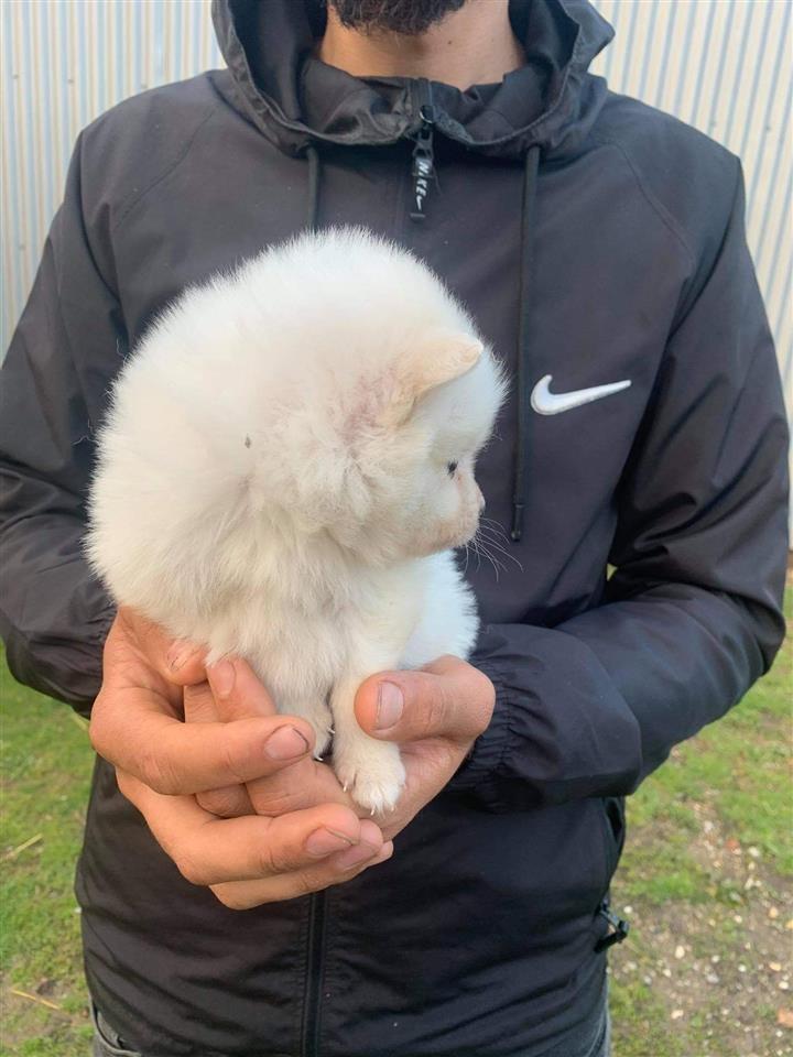 Pomeranski-mini-Spic