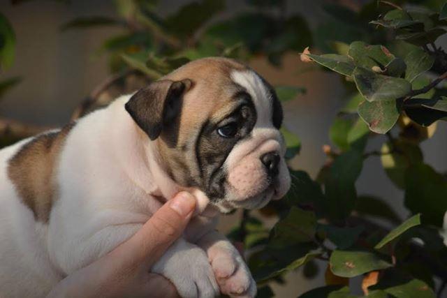 Engleski-Buldog-