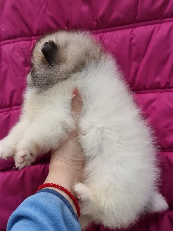 Pomeranski-spic-boo