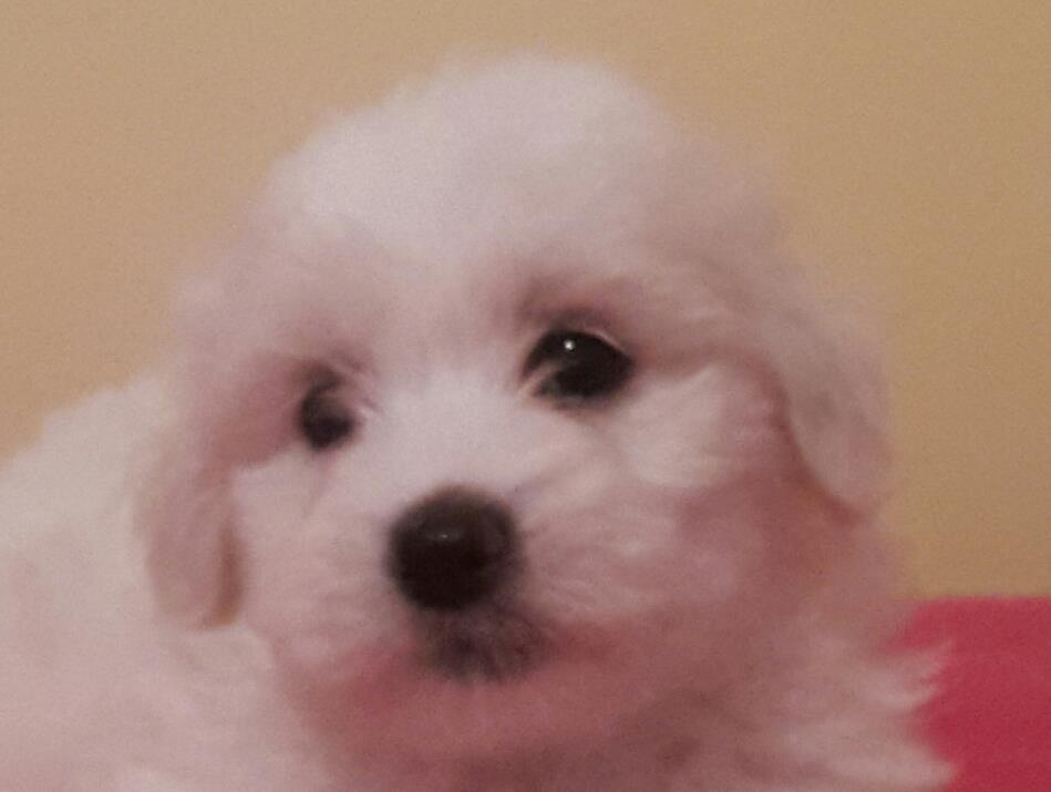 Coton-de-Tulear