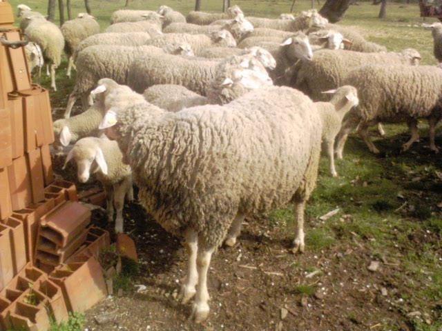 prodaja-vitemberg-omaticenih-ovaca