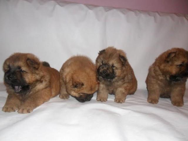 Cau-cau---Chow-chow-stenad