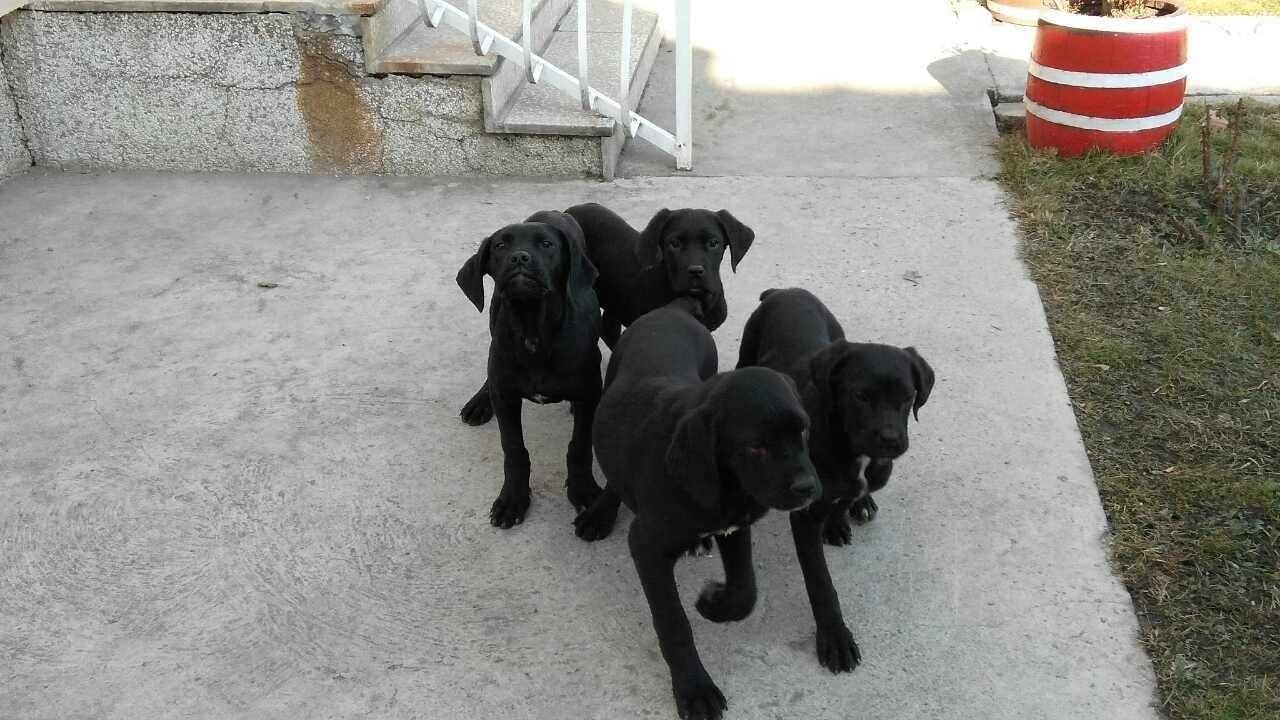 Cane-corso-stenci-na-prodaju-