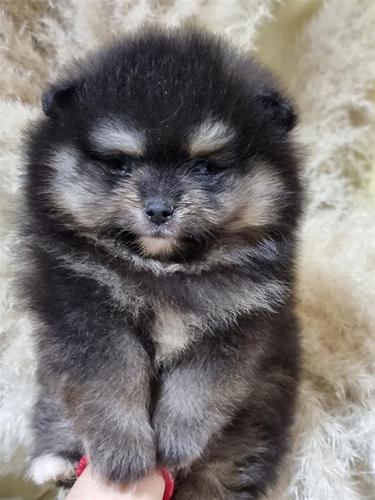 Pomeranac boo