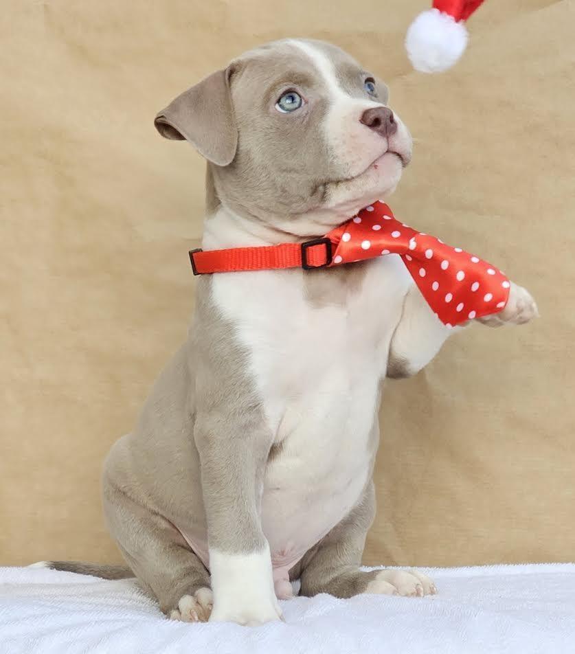 American-bully-pocket