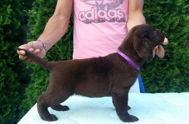 Labrador-Retriver-stenci