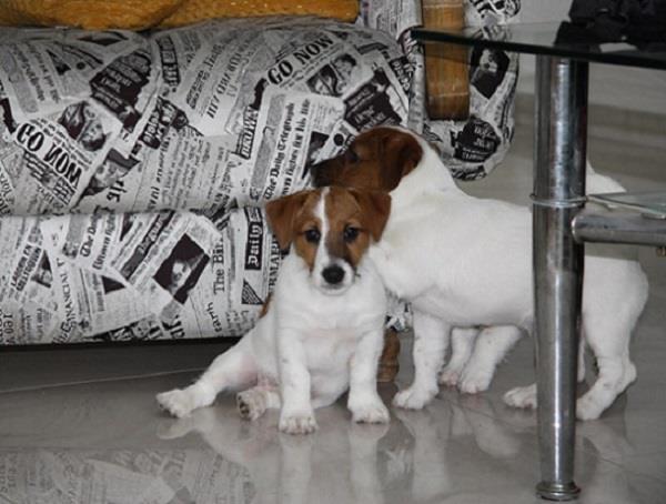 Jack-Russell-Terier