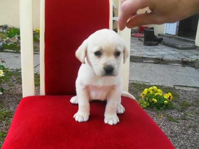 Na prodaju stenad labradora