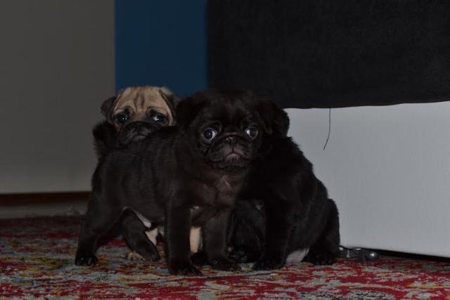Mops--stenad