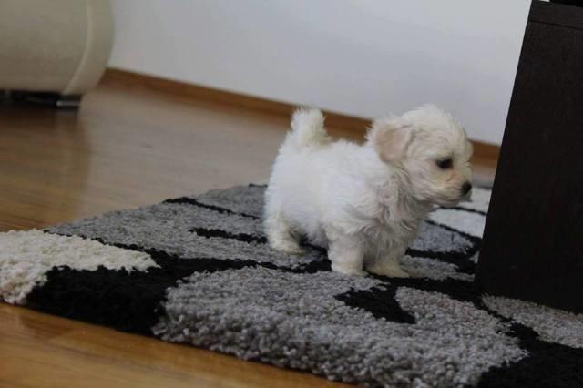 Mini-maltezer-štenci