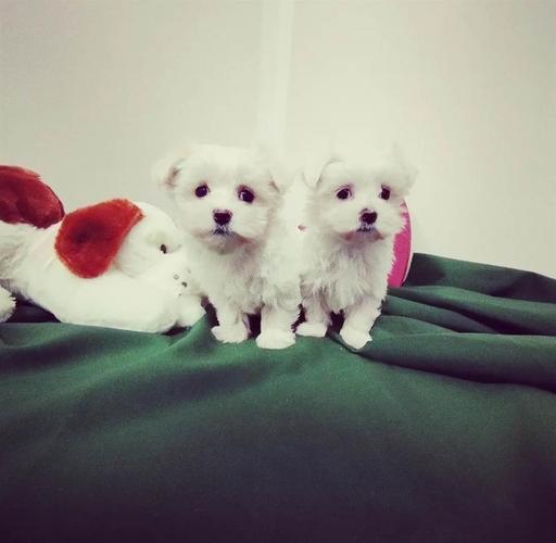 Maltezer