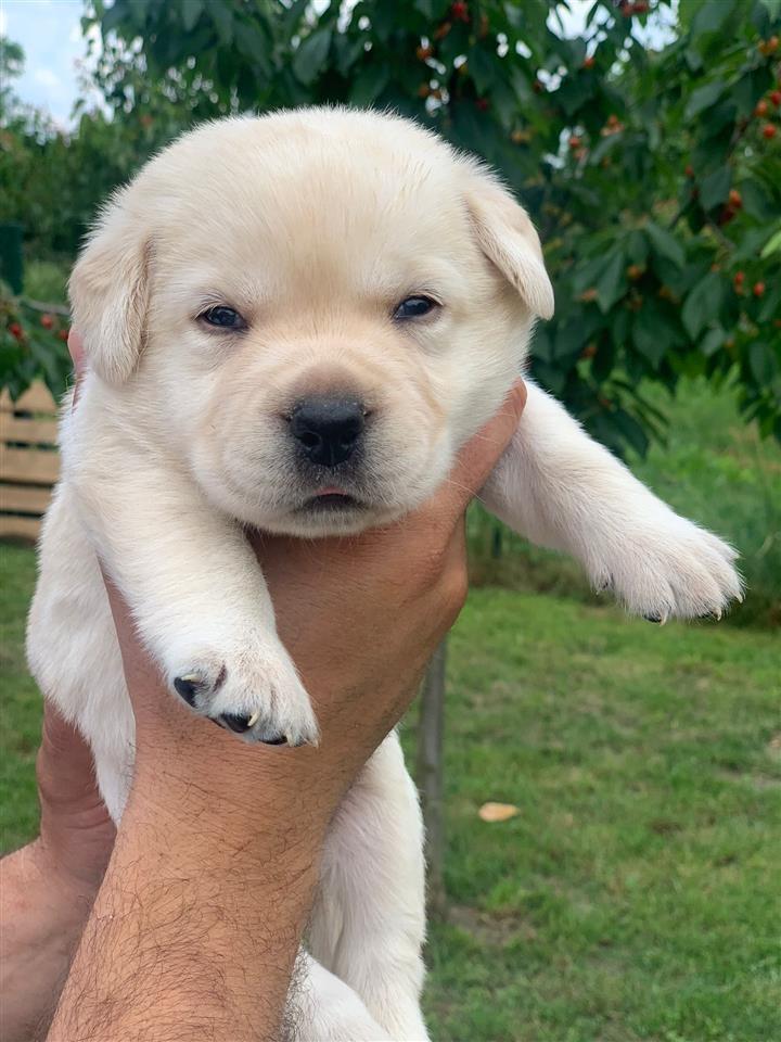 Labrador-retriver-štenci-