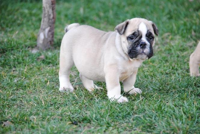 Engleski buldog 