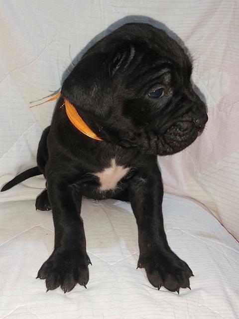 Cane-corso-štenci