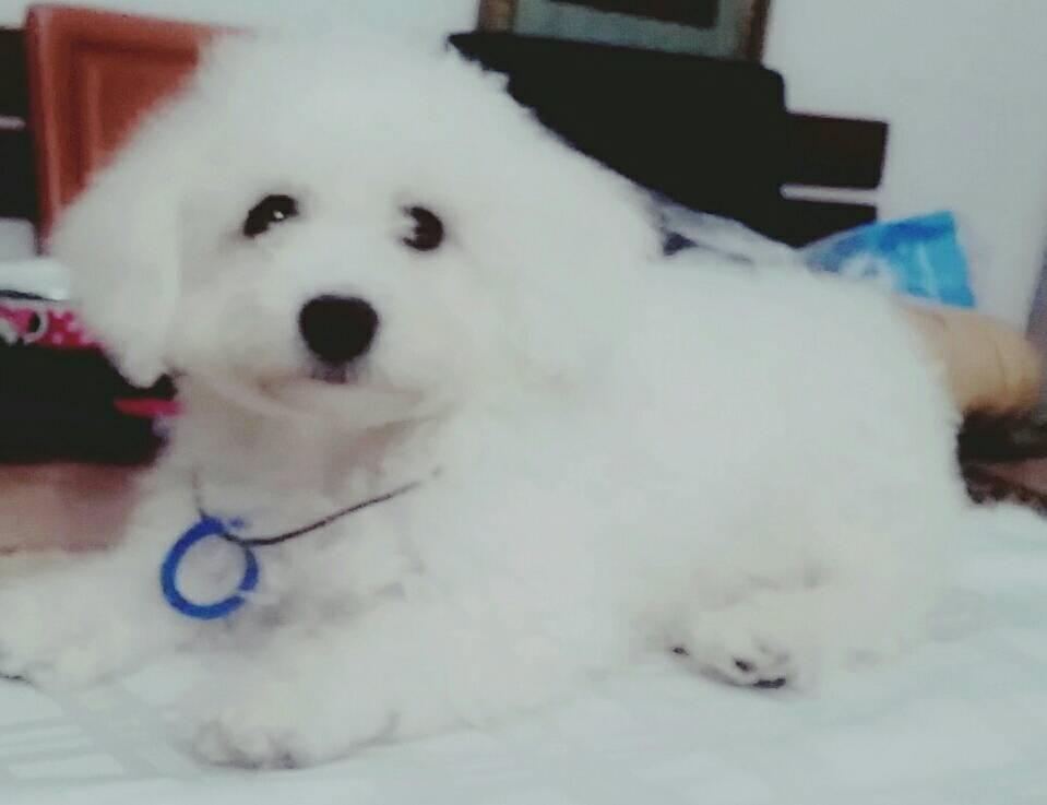 Kovrdzavi-bison-stenci