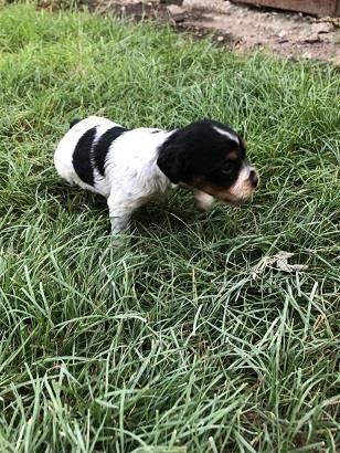 Epanjel-breton
