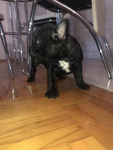 Francuski buldog štenci