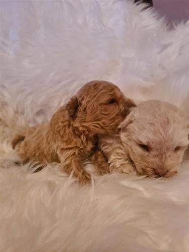 Maltipoo štenci