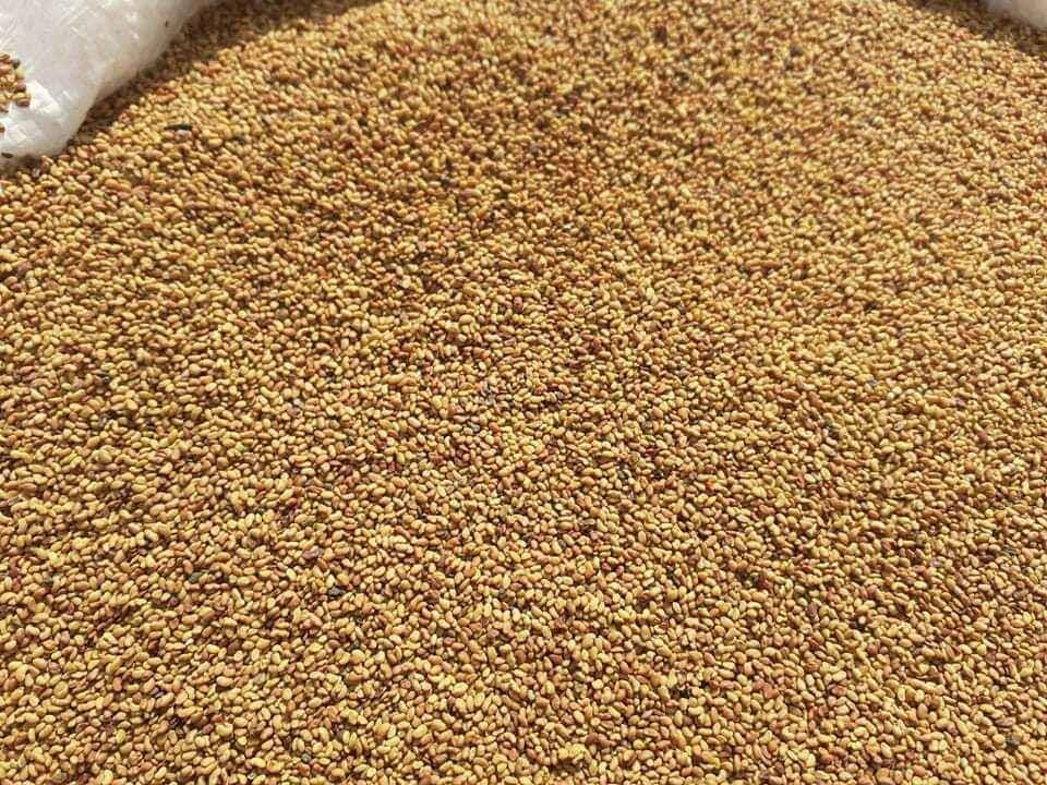Seme-lucerke