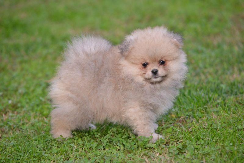 Pomeranac-prelepi-štenci