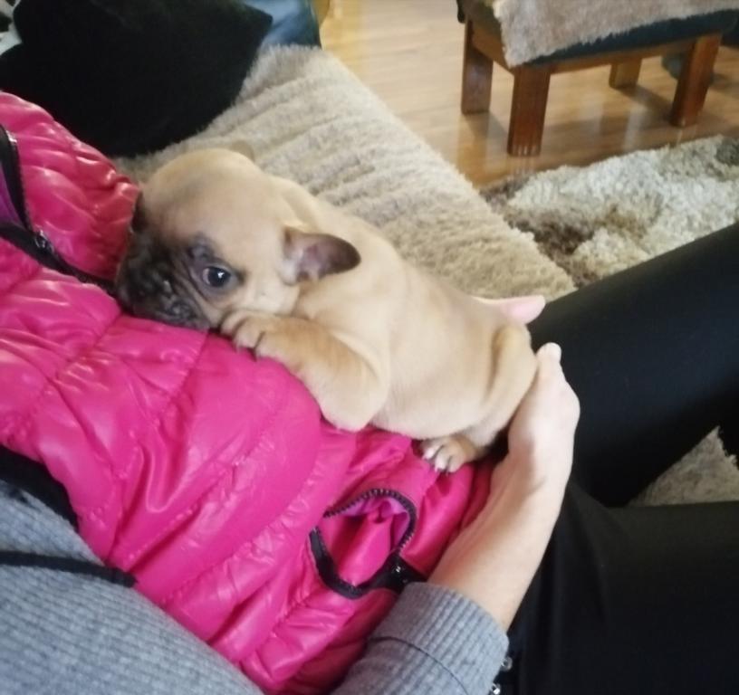 Francuski-buldog-štenci