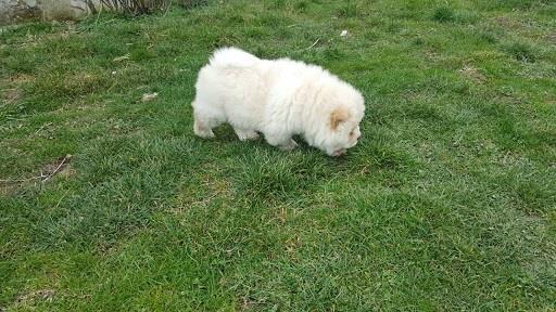 Chow-chow-cau-cau-stenad
