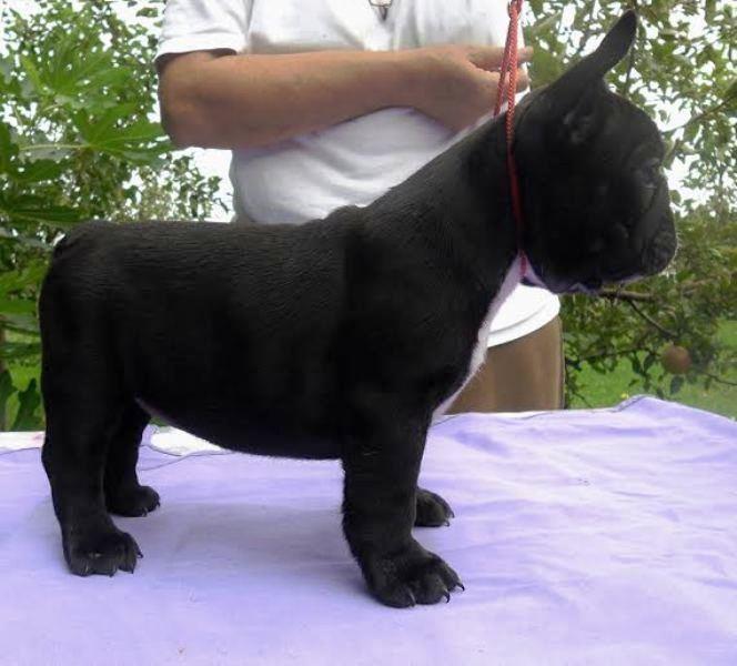 -Francuski-buldog--
