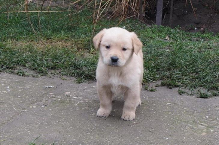 Labrador-retriver-stenci-na-prodaju