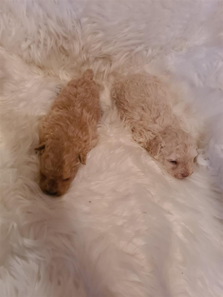 Maltipoo-štenci